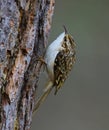 Treecreeper climbing up a tree trunk Royalty Free Stock Photo