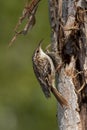 Treecreeper with short fingers, Certhia brachydactyla, sitting on the trunk of a tree with blurred background. Spain