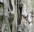 Treecreepers feeding at the nest Royalty Free Stock Photo