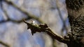 Treecreepers collecting nesting material in the woods Royalty Free Stock Photo