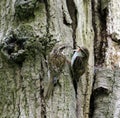 Treecreepers feeding at the nest Royalty Free Stock Photo