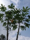 Treees of papaya Royalty Free Stock Photo