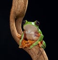 Treefrog Agalychnis spurrelli Royalty Free Stock Photo