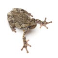 Treefrog