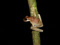 Treefrog encountered during a nightwalk in the jungle Royalty Free Stock Photo