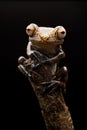 Treefrog Hypsiboas geograficus a tropical tree frog Royalty Free Stock Photo
