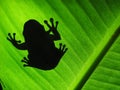 Treefrog silhouette Royalty Free Stock Photo