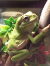 Treefrogs Royalty Free Stock Photo