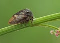 Treehopper. Royalty Free Stock Photo