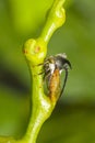 Treehopper Royalty Free Stock Photo