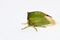 Treehopper over white