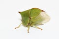 Treehopper over white Royalty Free Stock Photo