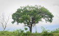 Treehouse in the solitary tree near the water stream, a protected forest of Hambantota near Madunagala sanctuary. Beautiful