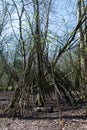 Treehouse or tipi made from wooden sticks by kids