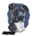 Treeing cur dog isolated digital art illustration. Hand drawn dog muzzle portrait, puppy cute pet. Dog breeds