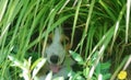 A treeing Russell coonhound finds a cool place to rest