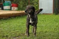 Treeing tennessee brindle black dog