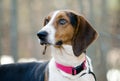 Treeing Tennessee Walker Coonhound