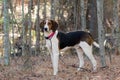 Treeing Tennessee Walker Coonhound