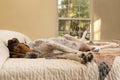 Treeing Walker Coonhound on bed Royalty Free Stock Photo