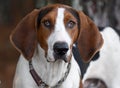 Treeing Walker Coonhound dog with big floppy ears portrait Royalty Free Stock Photo