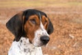 Treeing Walker Coonhound dog looking forward