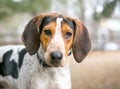 A Treeing Walker Coonhound dog outdoors Royalty Free Stock Photo