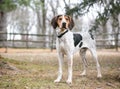 A Treeing Walker Coonhound dog outdoors Royalty Free Stock Photo