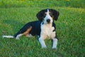 Coonhound relaxes after a long fun day