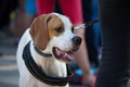 Treeing Walker Coonhound Royalty Free Stock Photo