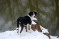 Treeing Walker Coonhound surveys snowy terrain