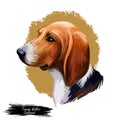 Treeing Walker Coonhound or Tennessee Lead dog breed portrait isolated. Digital art illustration, watercolor drawing of hand drawn Royalty Free Stock Photo