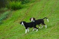 Two coonhounds heading for the pond
