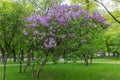 Treelike bush of the flowering purple lilac in park