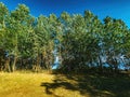 Treeline by the Kattegat sea in Halmstad, Sweden Royalty Free Stock Photo