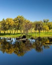 Treeline reflectin on lake Royalty Free Stock Photo