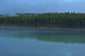 Treeline reflection in Herbert Lake, Banff National Park Royalty Free Stock Photo