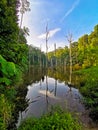 Treeline reflection on pond in Bukit Sapu Tangan hiking trail Shah Alam Selangor Malaysia