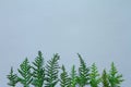 Treeline shape made of thuja branches. Minimal winter creative table flat lay Royalty Free Stock Photo