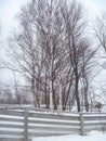 Treeline in Winter Fence and Birch Trees Nature Photograph Outdoor Royalty Free Stock Photo