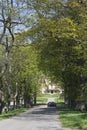 Treelined country road