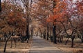 Treelined footpath in a park