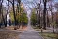 Treelined footpath in a park