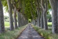 Treelined path on country road Royalty Free Stock Photo