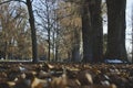 A treelined path filed with fallen leaves Royalty Free Stock Photo