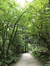 Treelined Path in Park
