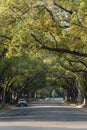 A treelined street in an upscale area in California.