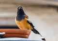 A Treepie Rufous drinking water Royalty Free Stock Photo