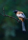 A treepie Rufous looking up Royalty Free Stock Photo