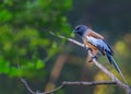 A Treepie Rufous perching on a tree Royalty Free Stock Photo